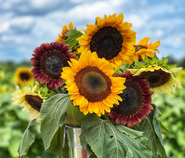 Sunflower Picking