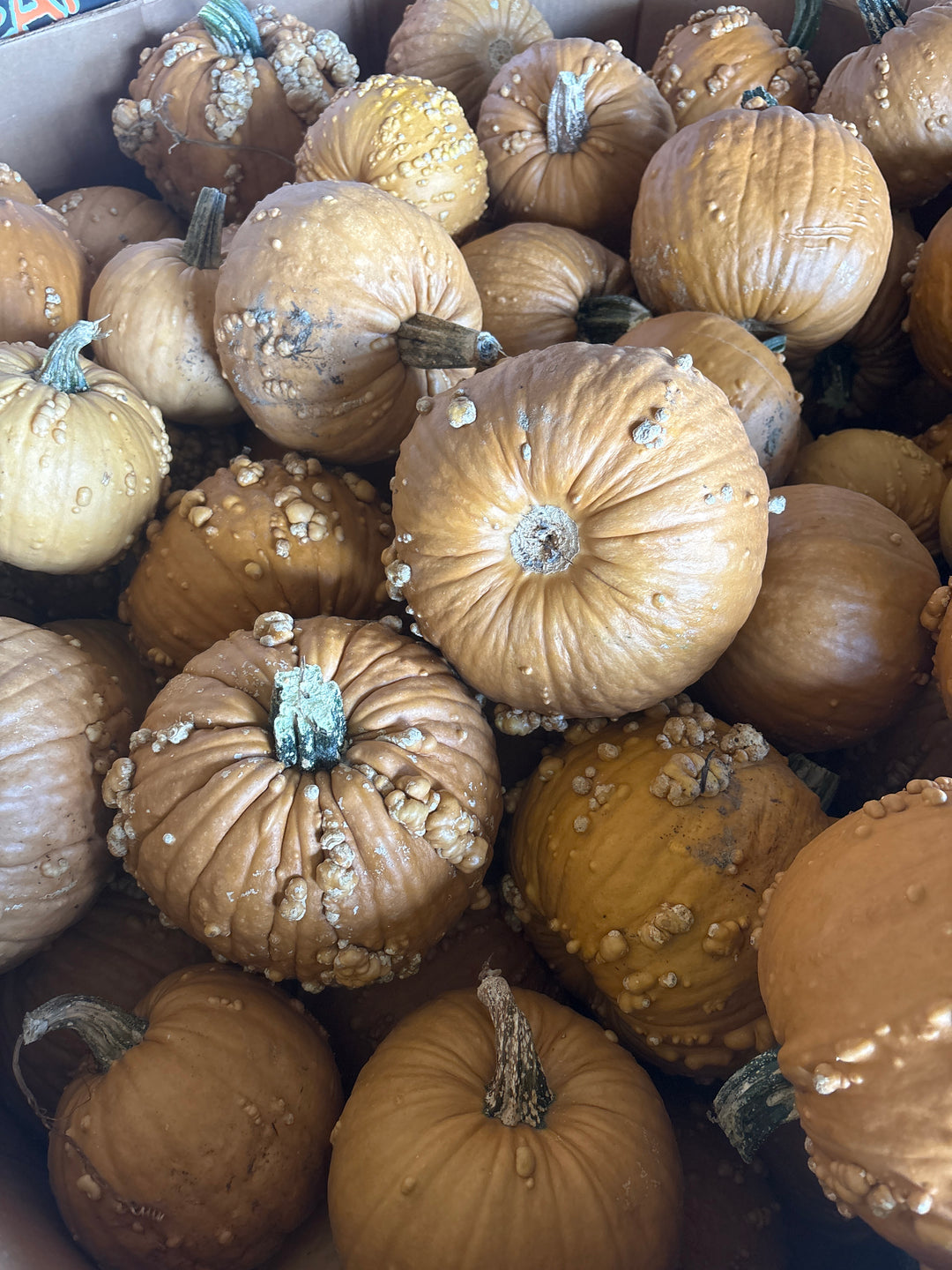 Grizzly Bear Pumpkin